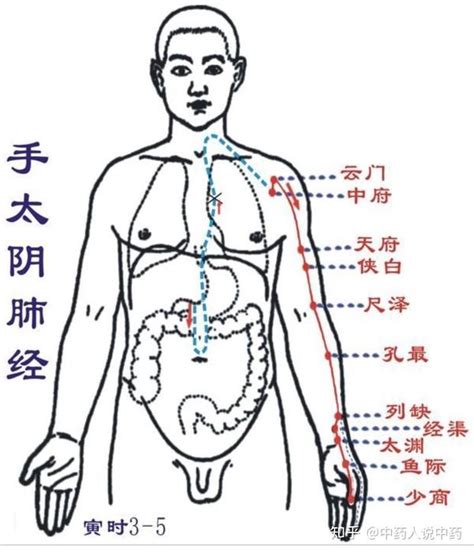 陰經|经脉